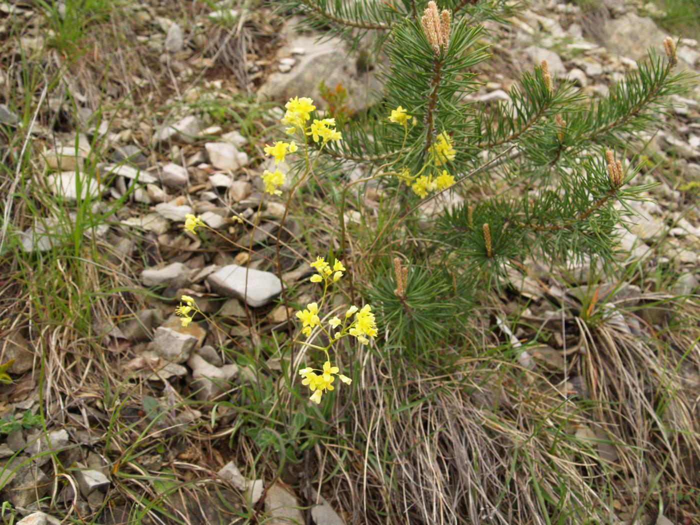 Buckler Mustard, Southern plant